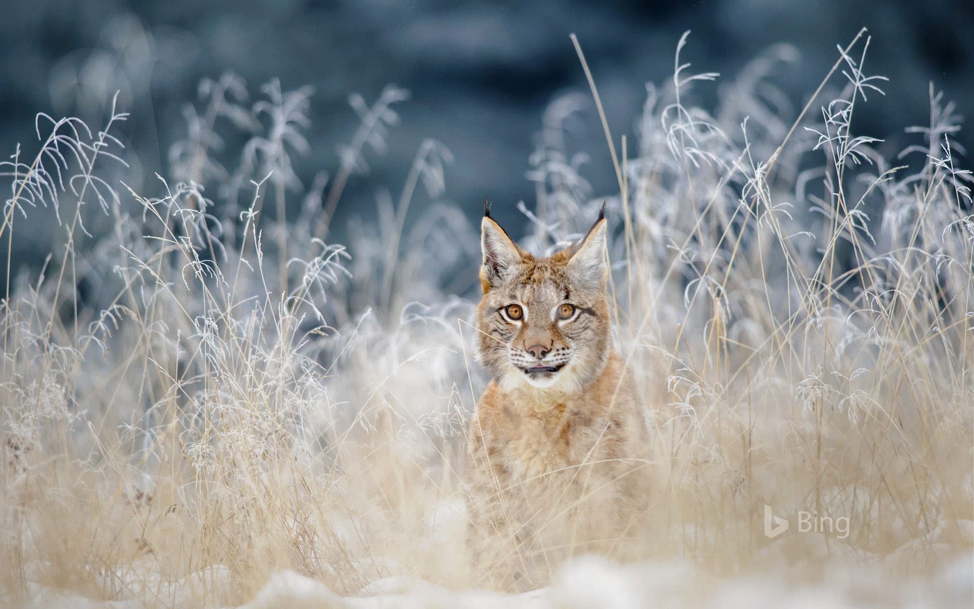 Bing Wallpaper: Eurasian lynx in the Bohemian-Moravian Highlands of the Czech Republic