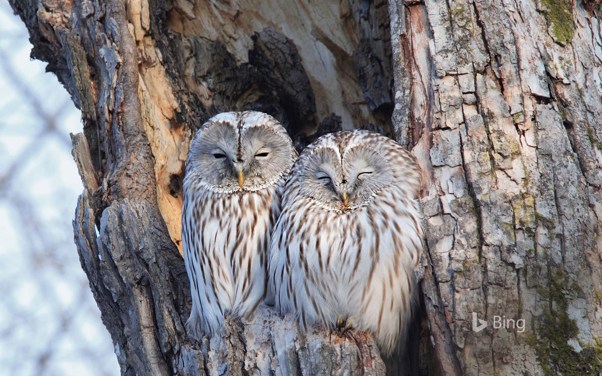 Bing Wallpaper: Pair of Ural owls in Hokkaido, Japan
