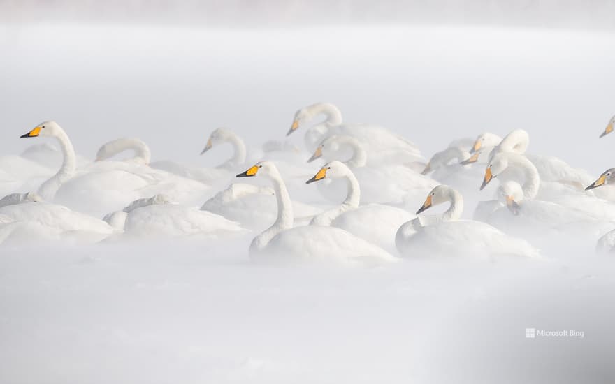 Whooper Swans at Lake Kussharo, Hokkaido