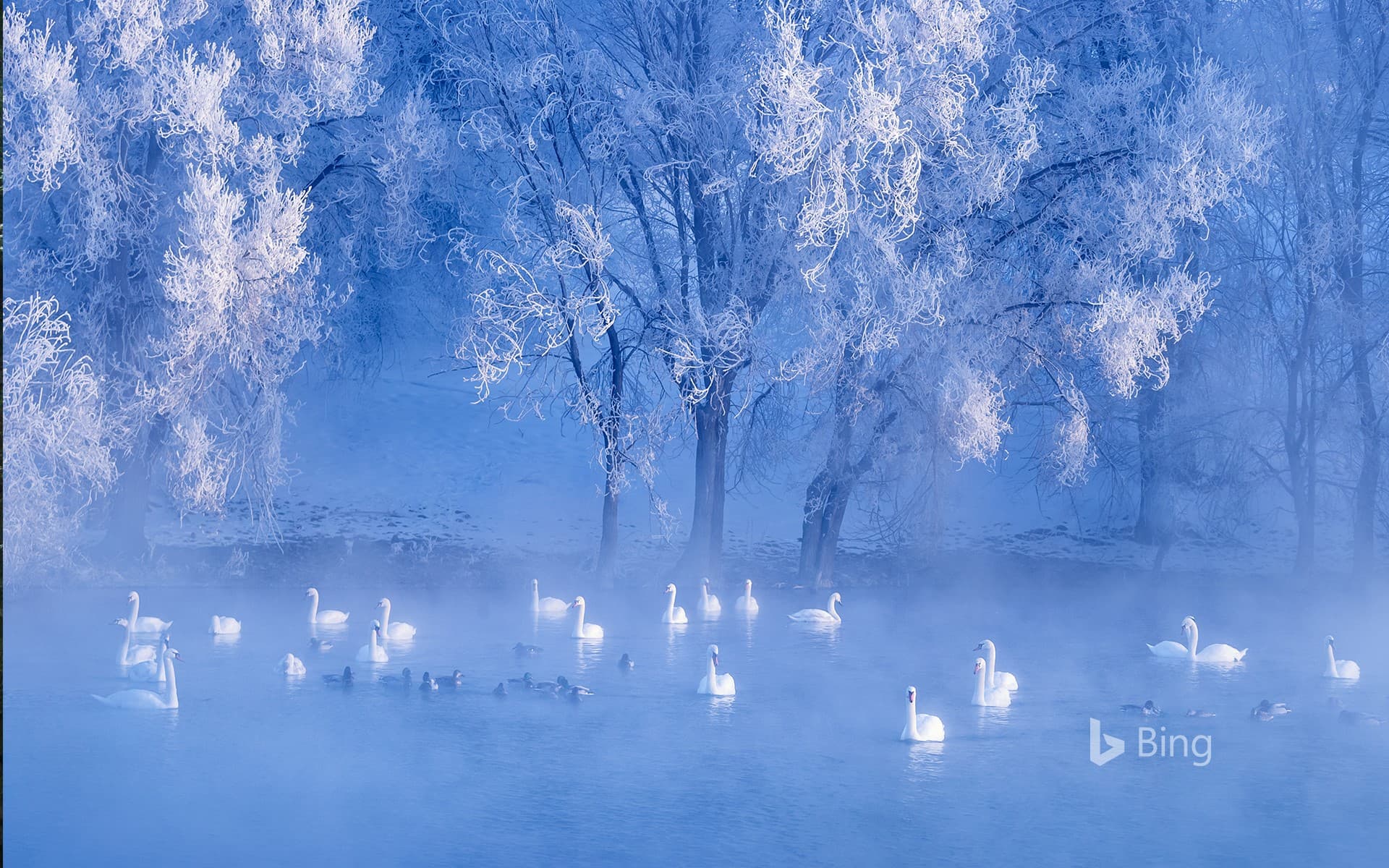 Bing Wallpaper: Swans on lake, Yili, Xinjiang, China