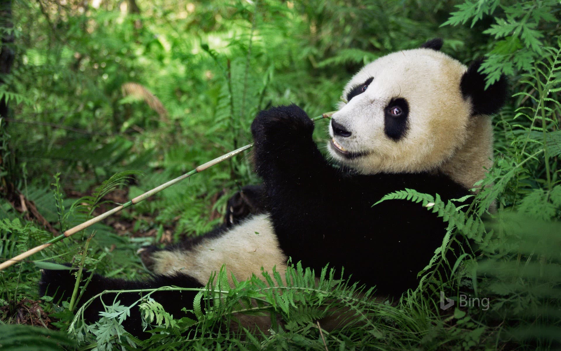 Bing Wallpaper: Giant panda at Wolong National Nature Reserve, Sichuan, China