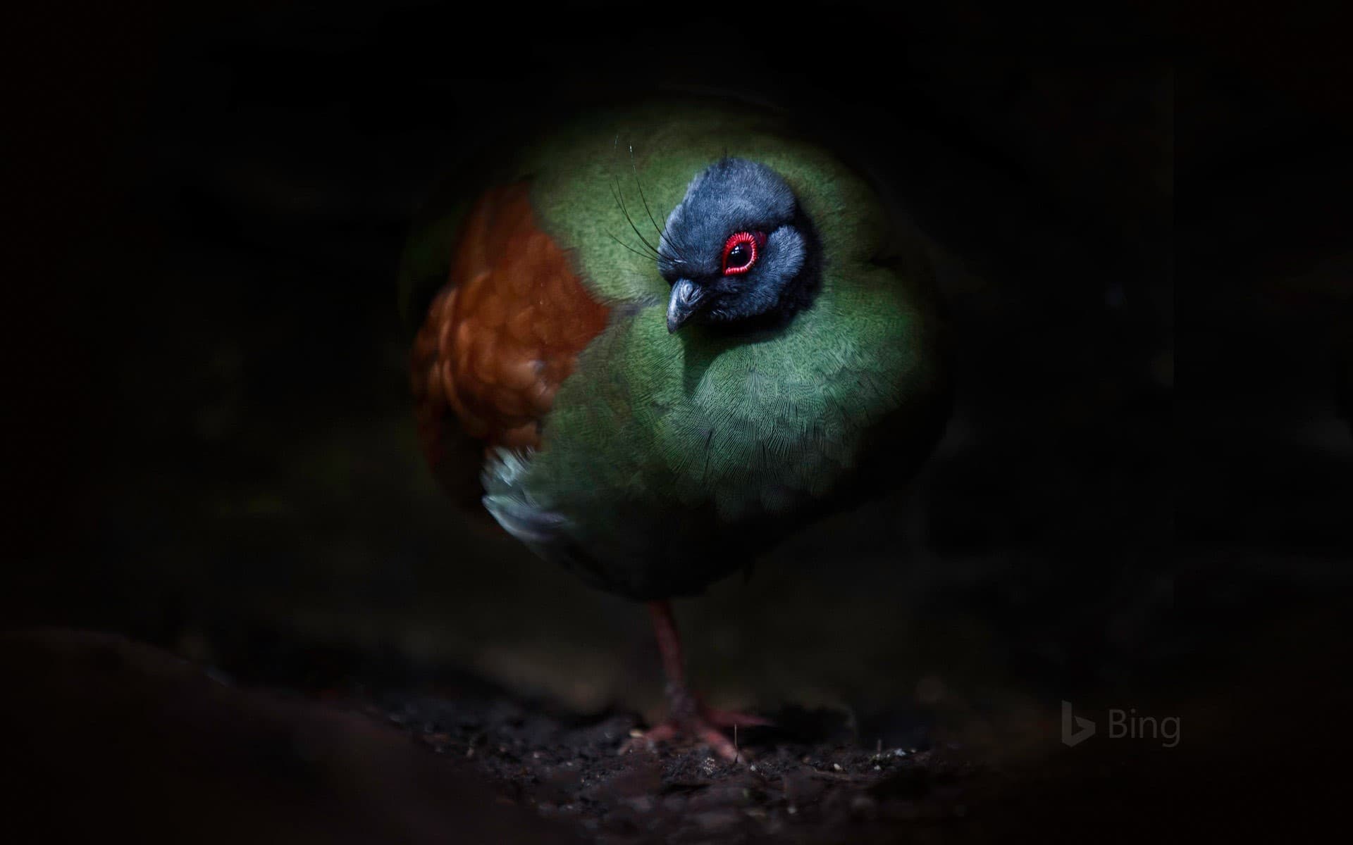 Bing Wallpaper: A crested partridge