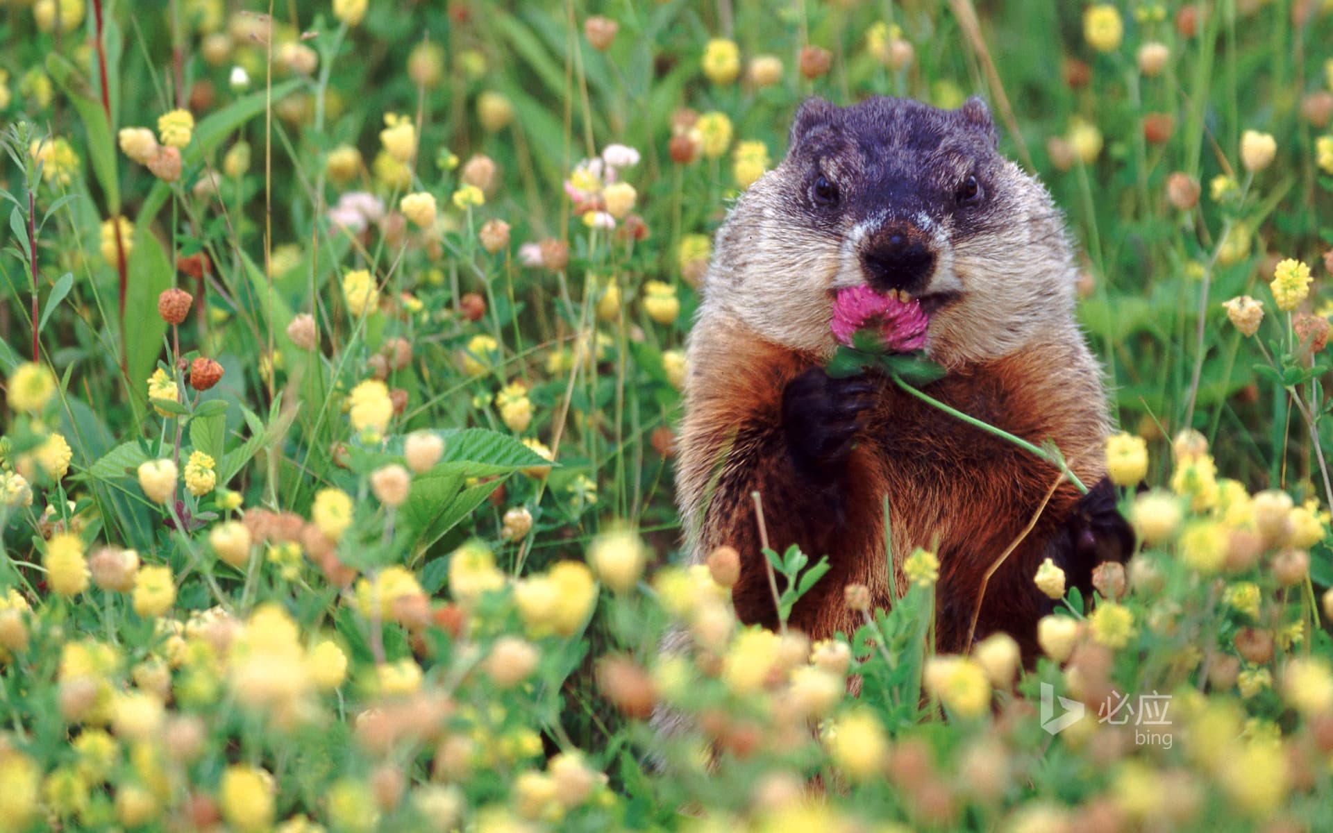 Bing Wallpaper: Groundhog eating flowers
