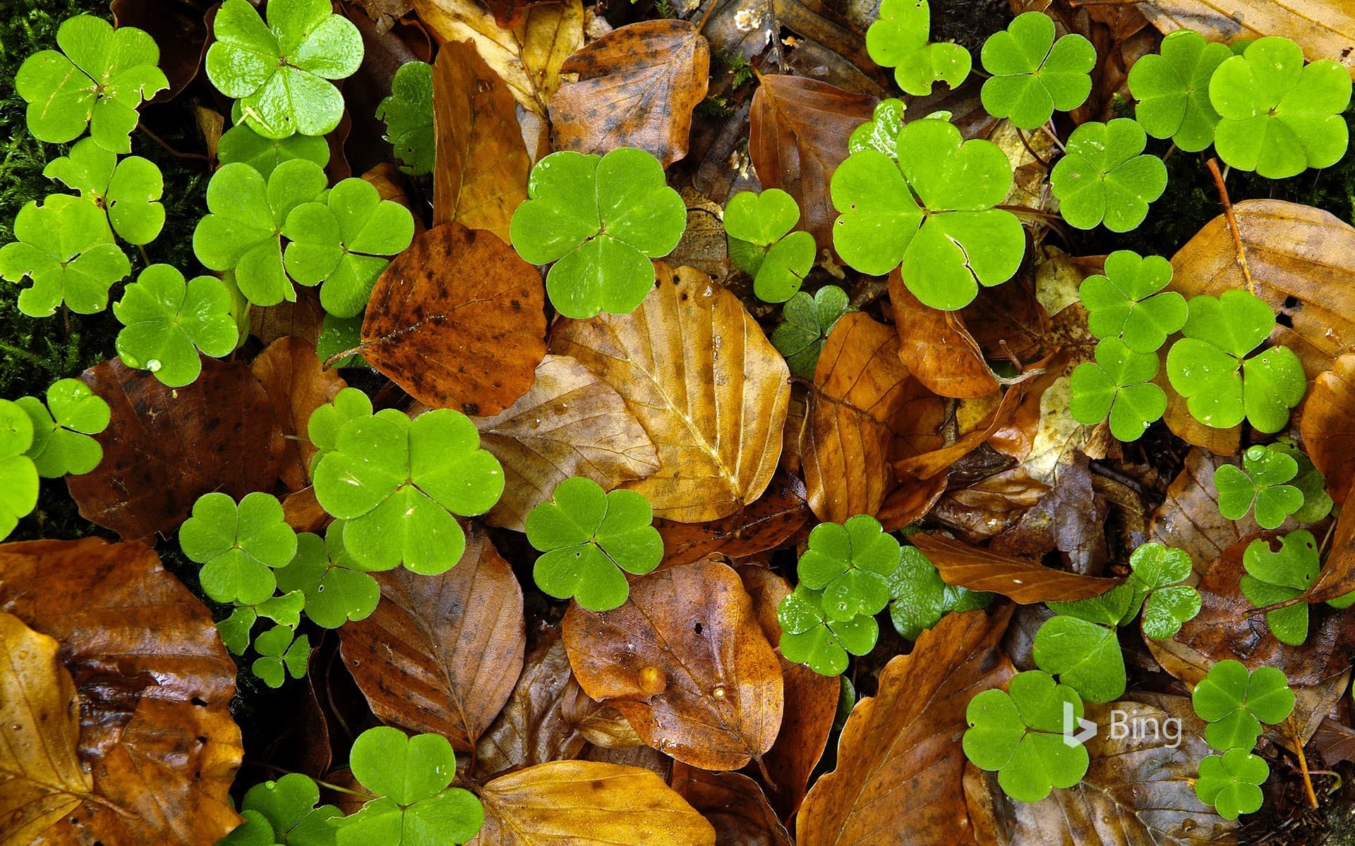 Bing Wallpaper: Wood sorrel and leaves on forest floor, Haute-Loire, France
