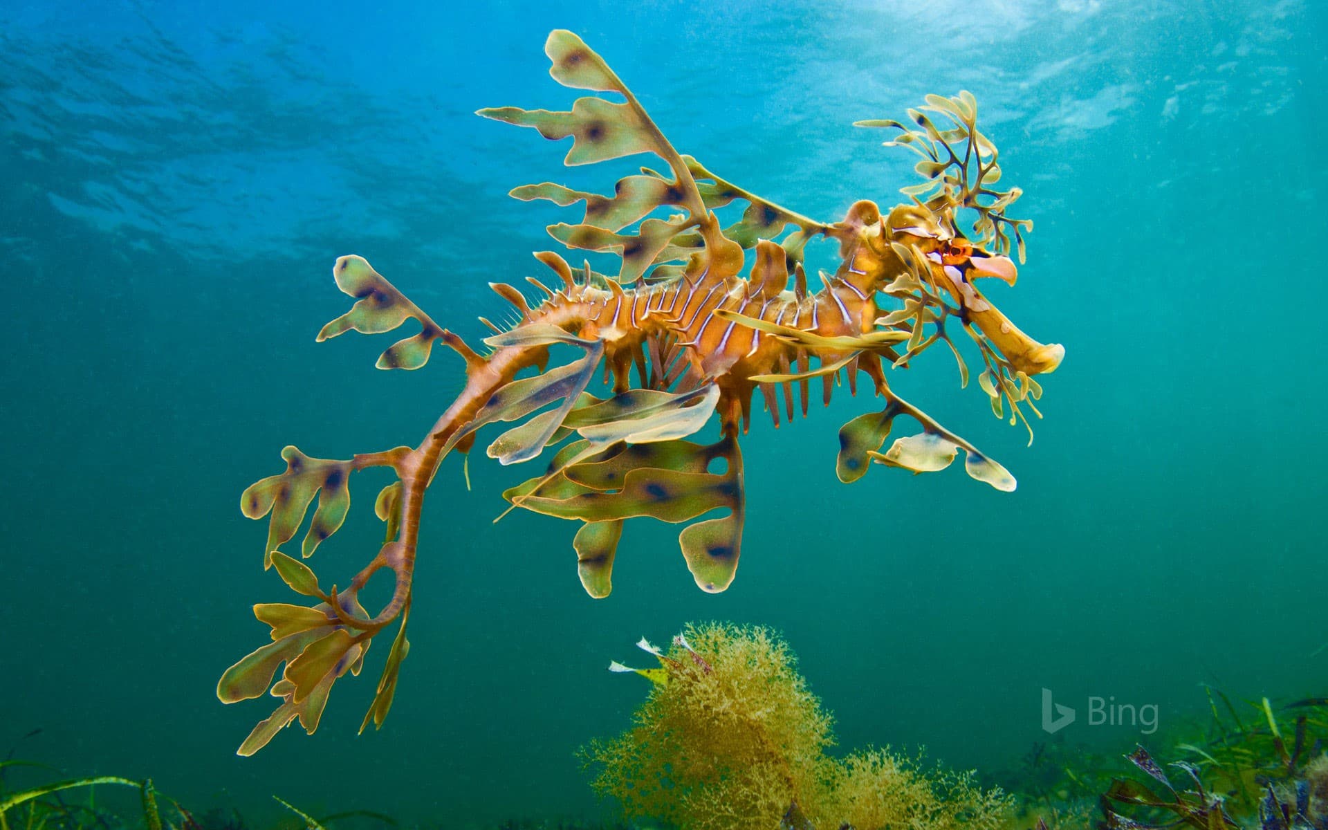 Bing Wallpaper: A leafy seadragon in the waters off Wool Bay, Australia