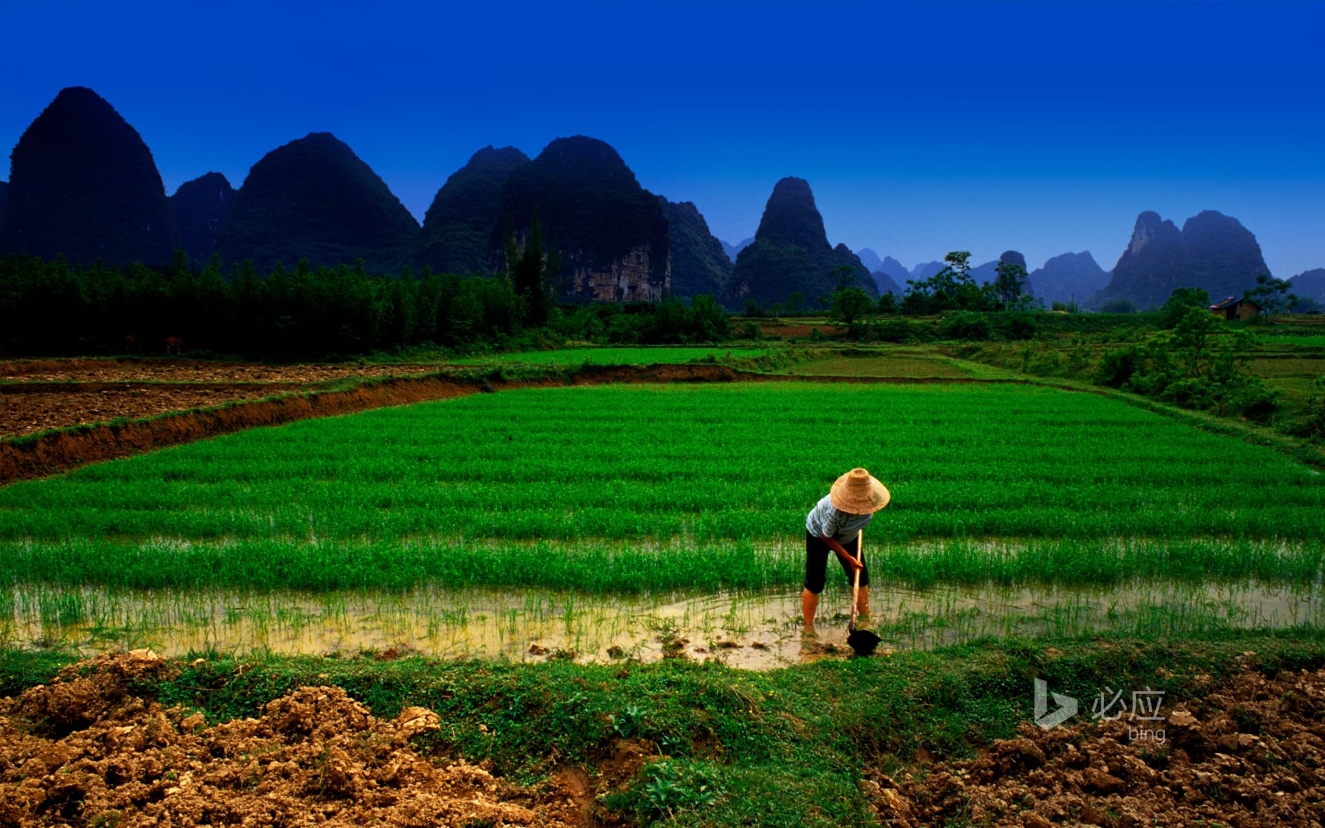 Bing Wallpaper: Farmer taking care of rice in paddy fields in Yangshuo, Guilin