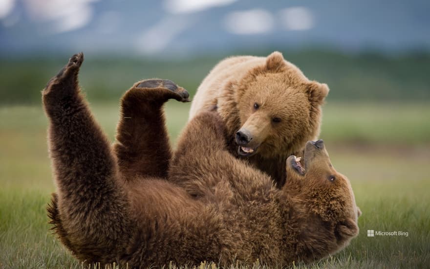 Grizzly bears wrestling, Katmai National Park and Preserve, Alaska, United States