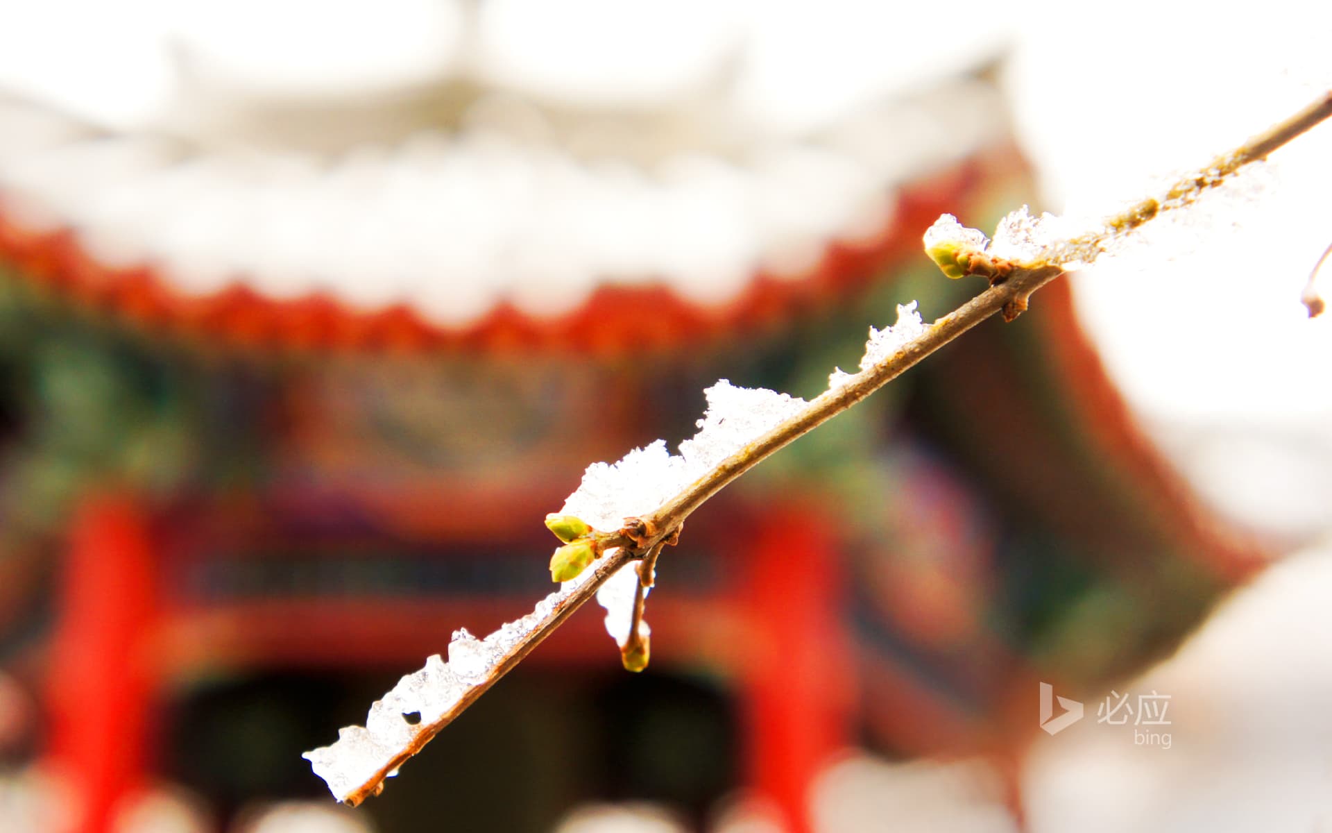 Bing Wallpaper: Wenting Xiaoxue of Tsinghua University