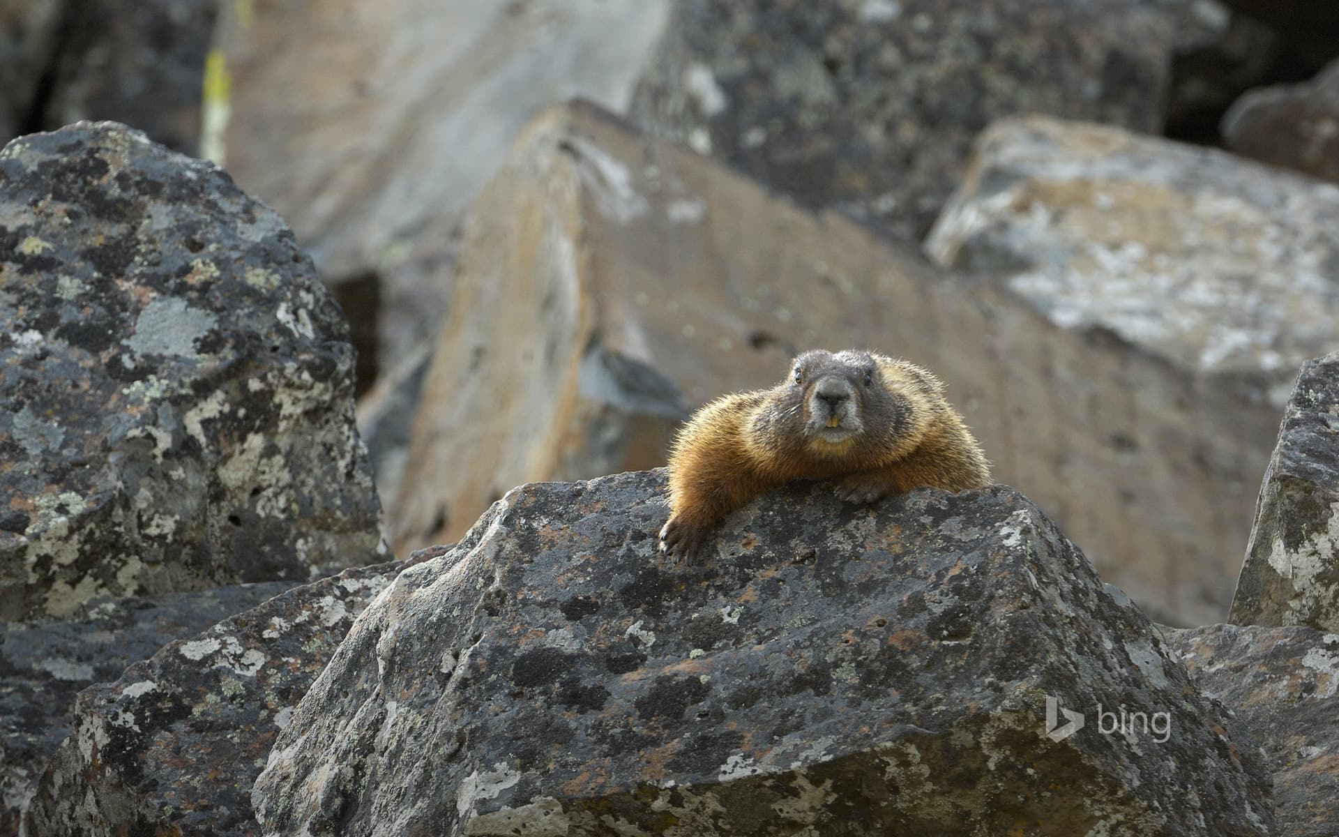 Bing Wallpaper: Yellow-bellied marmot in Yellowstone National Park, Wyoming