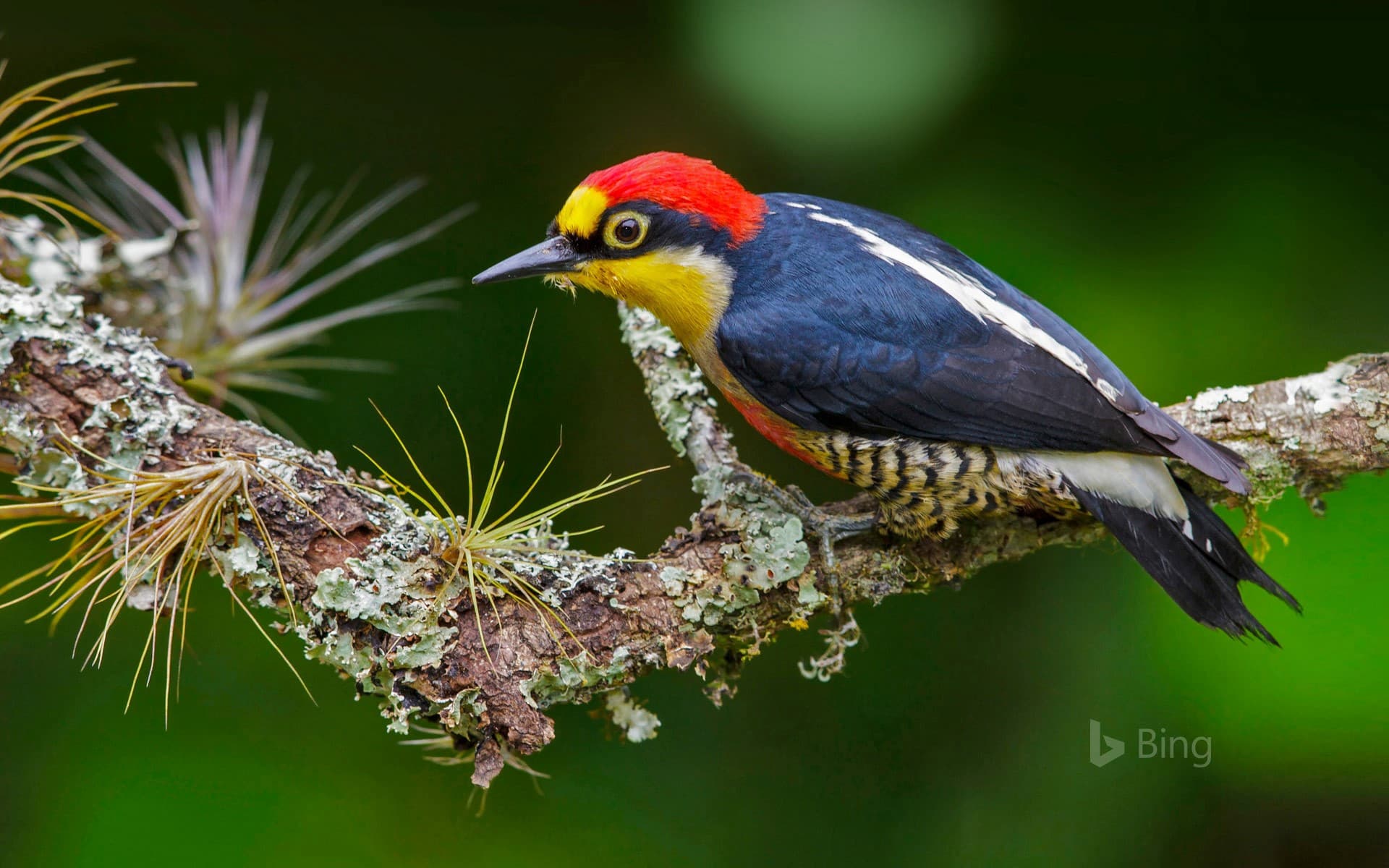 Bing Wallpaper: A yellow-fronted woodpecker in Brazil