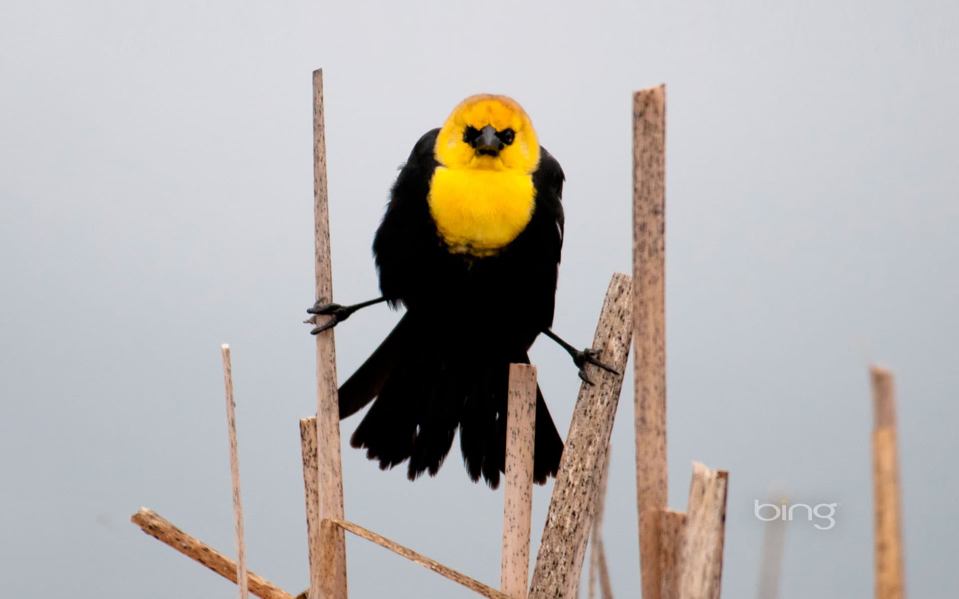 Bing Wallpaper: Yellow-headed blackbird in Flathead Valley, Montana