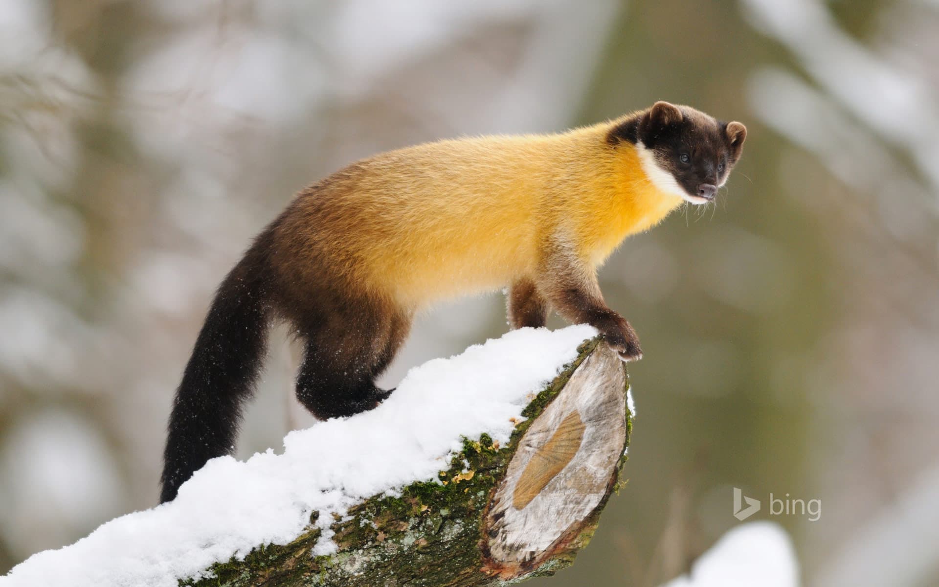 Bing Wallpaper: Yellow-throated marten