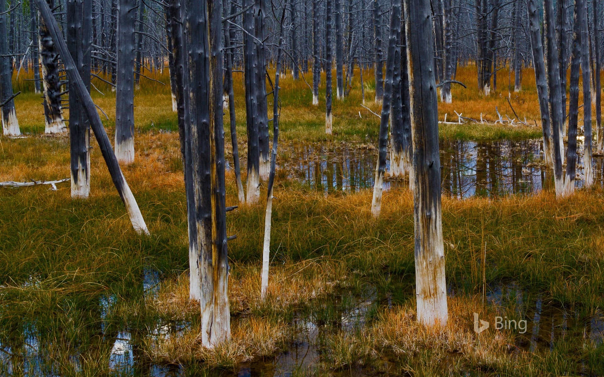 Bing Wallpaper: Aftermath of a forest fire in Yellowstone National Park, Wyoming