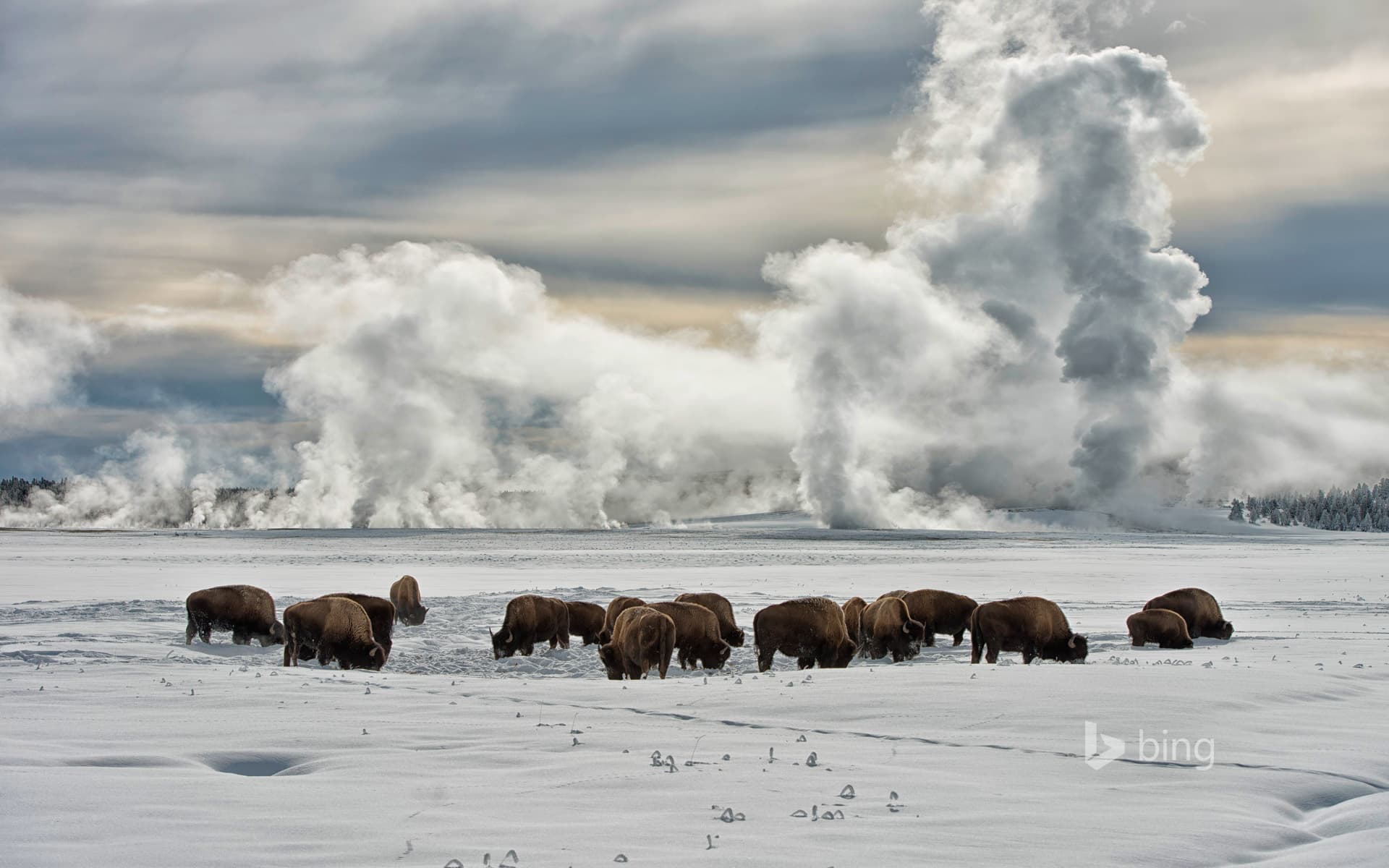 Bing Wallpaper: American bison wintering at Fountain Flats, Yellowstone National Park, Wyoming