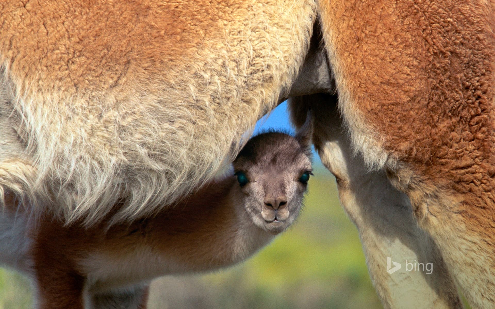 Bing Wallpaper: Young guanaco seeking safety under its mother, Torres del Paine National Park, Chile