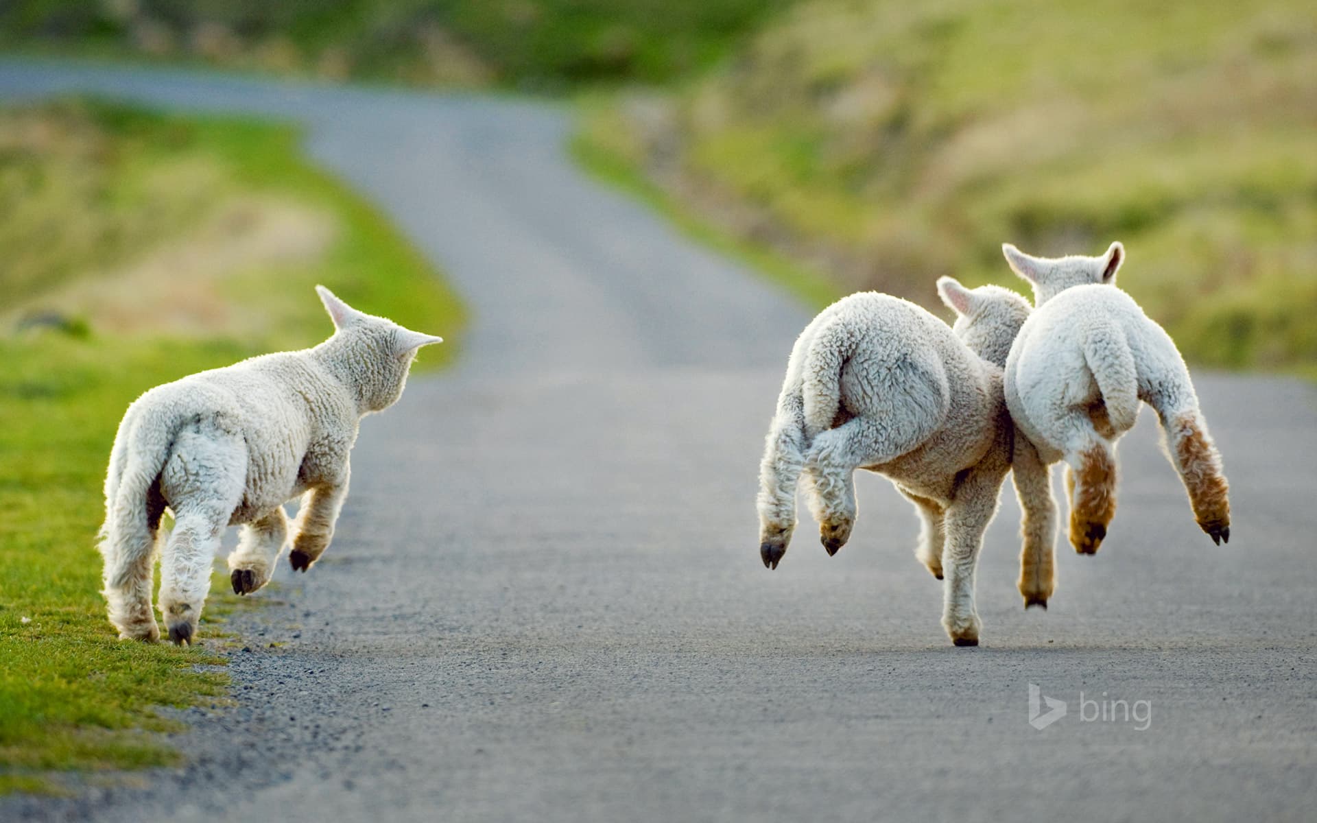 Bing Wallpaper: Three lambs frolicking in Christchurch, New Zealand
