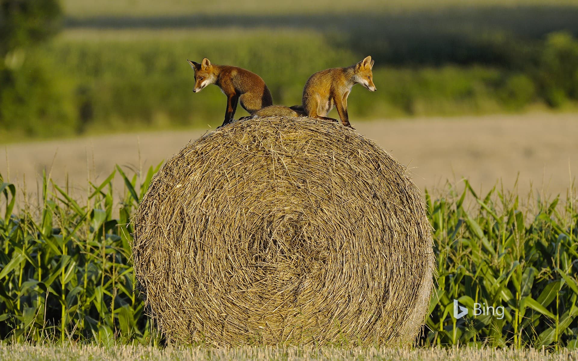 Bing Wallpaper: Young red foxes on a hay bale, Vosges, France