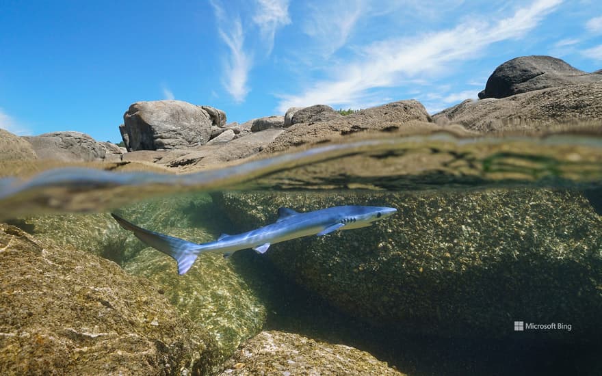 Young blue shark swimming off the coast of Galicia, Spain