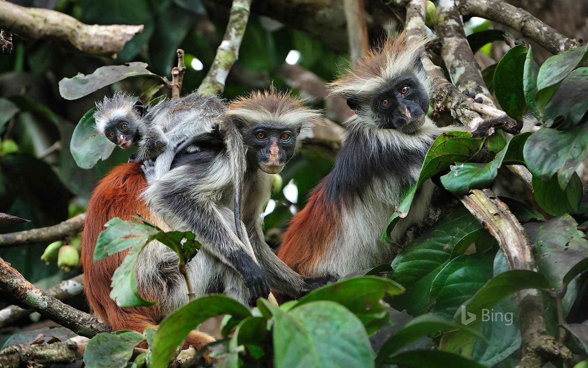 Bing Wallpaper: Zanzibar red colobus monkeys in Zanzibar, Tanzania