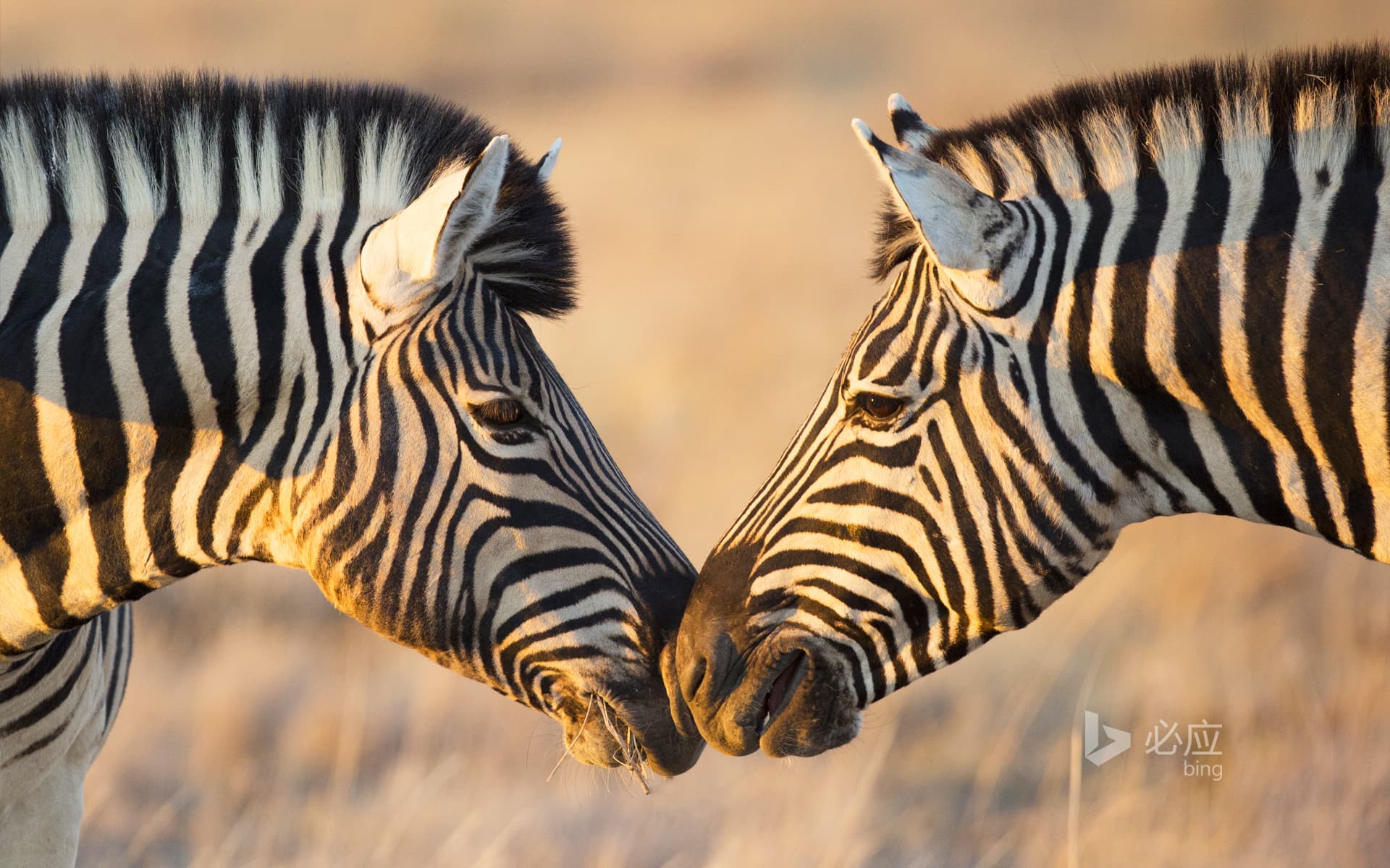 Bing Wallpaper: Plains Zebras greeting each other, Etosha National Park, Namibia