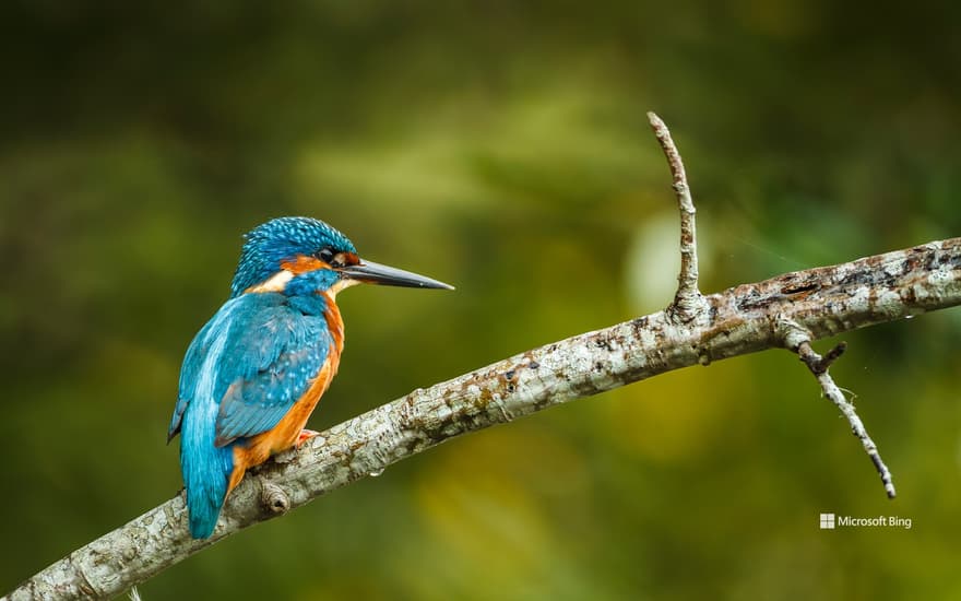 Kingfisher on a branch