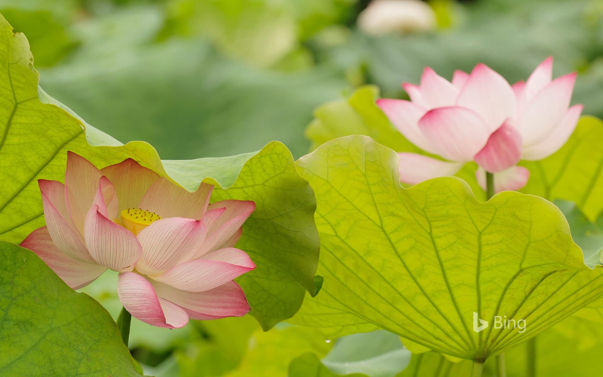 Bing Wallpaper: Lotus flowers in China