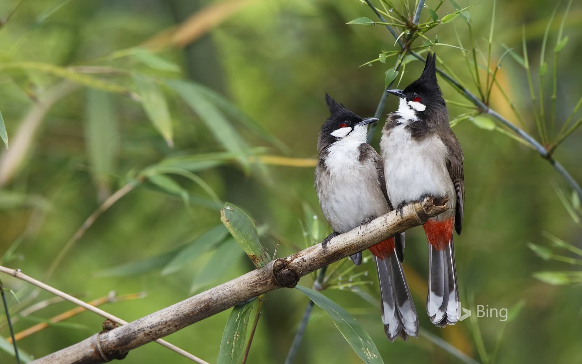 Bing Wallpaper: [Today's Tanabata]