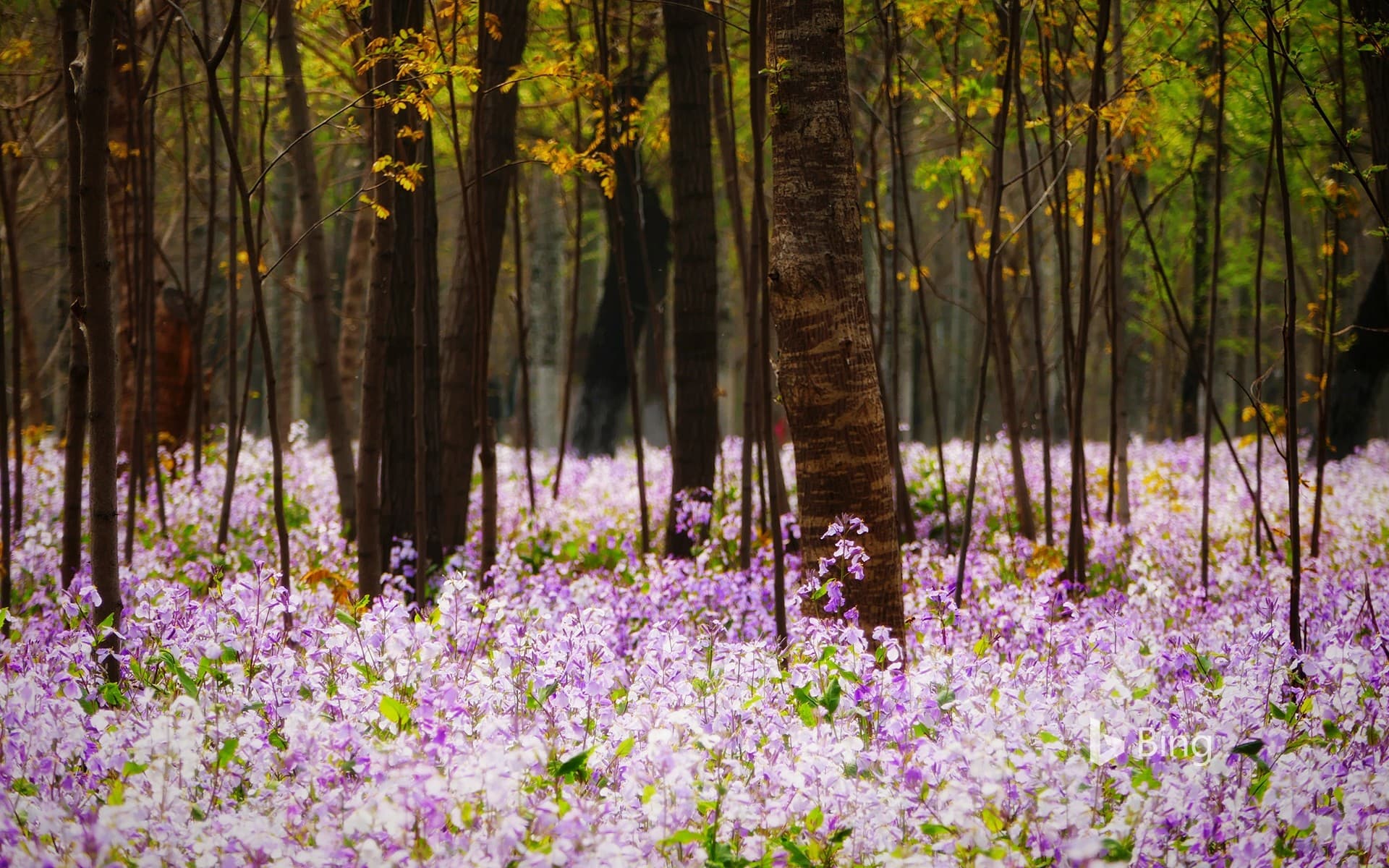 Bing Wallpaper: Forest with flowering plants, Beijing, China